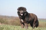 DOGUE DU TIBET 557